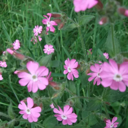 Parkhotel Hammerberg فندق 4*